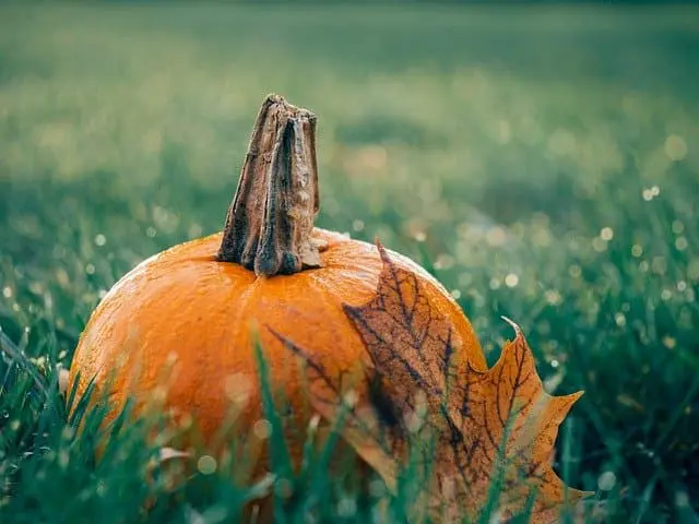 Pumpkin 1030817 640 1