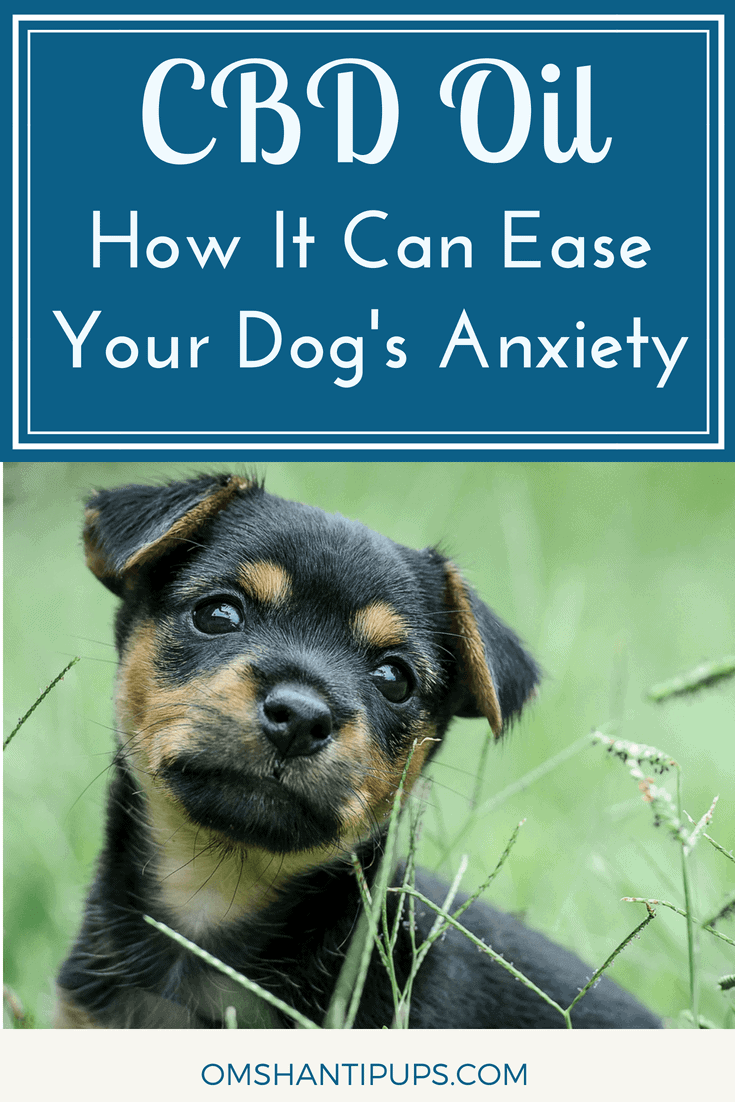 It’s tough having an anxious dog. CBD oil can help reduce the anxiety that many dogs suffer from, and keep them happy and healthy. Read more about the benefits!