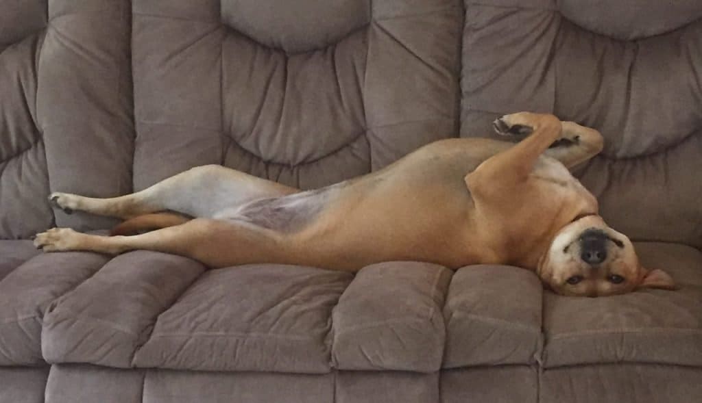 Roxy laying on the Sofa