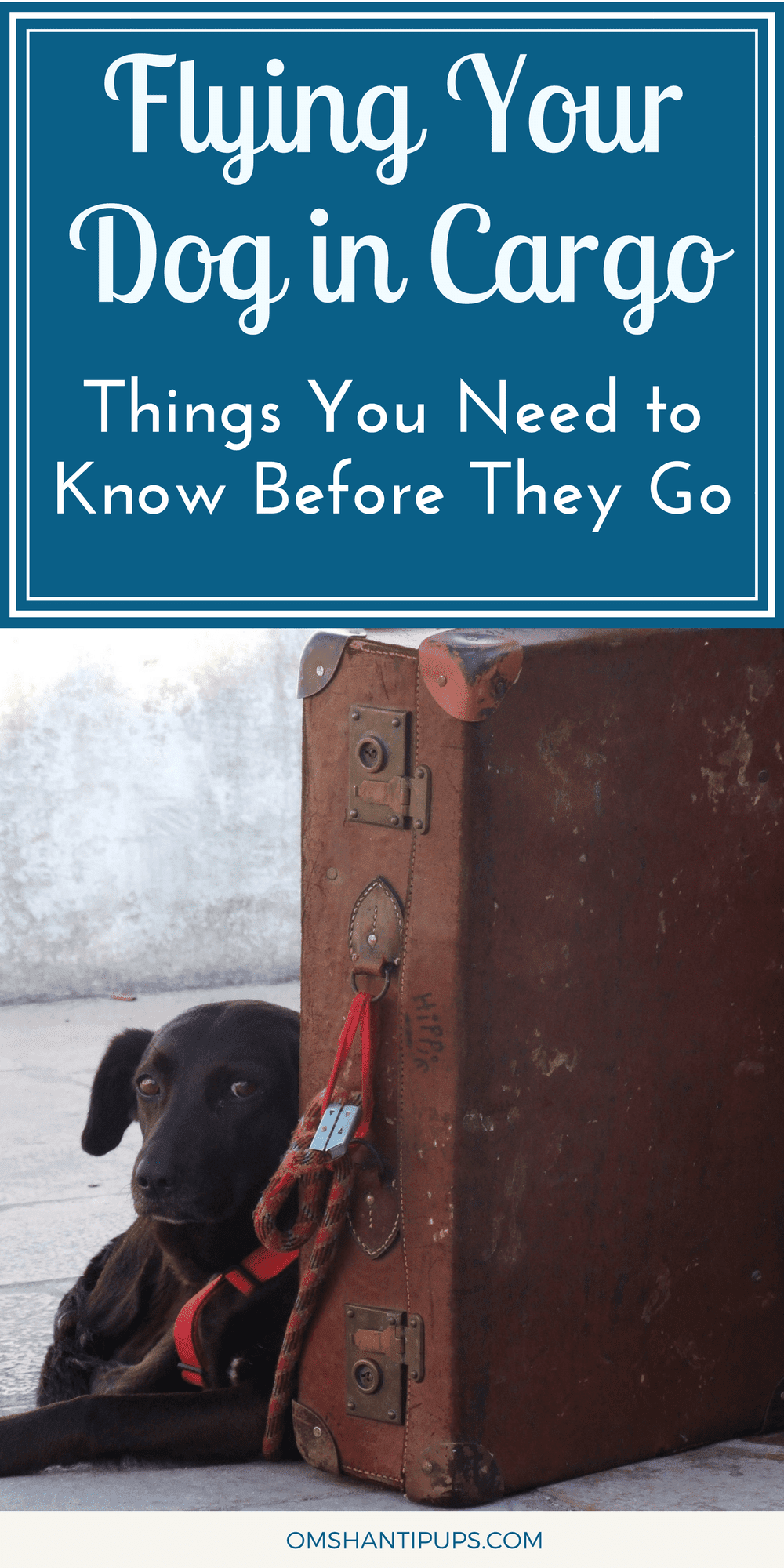 What if you need to travel with your large dog? Whether moving or going on a long vacation, sometimes dogs must fly in cargo. Here’s what you should know!