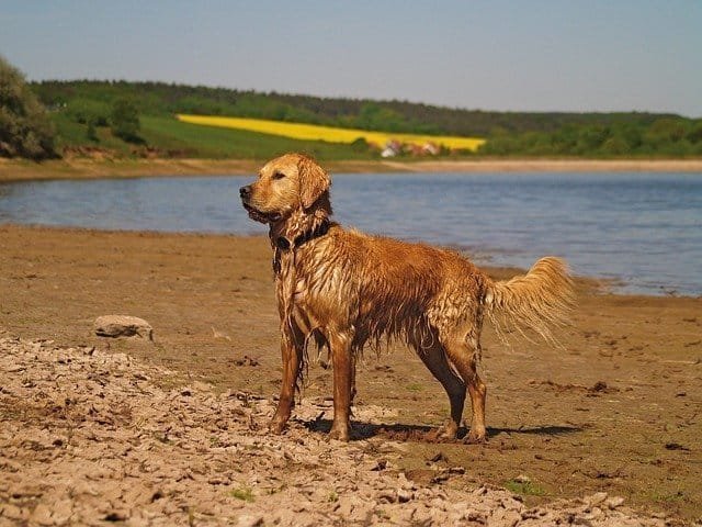 6 of the Best Dog Shampoos for a Clean Coat