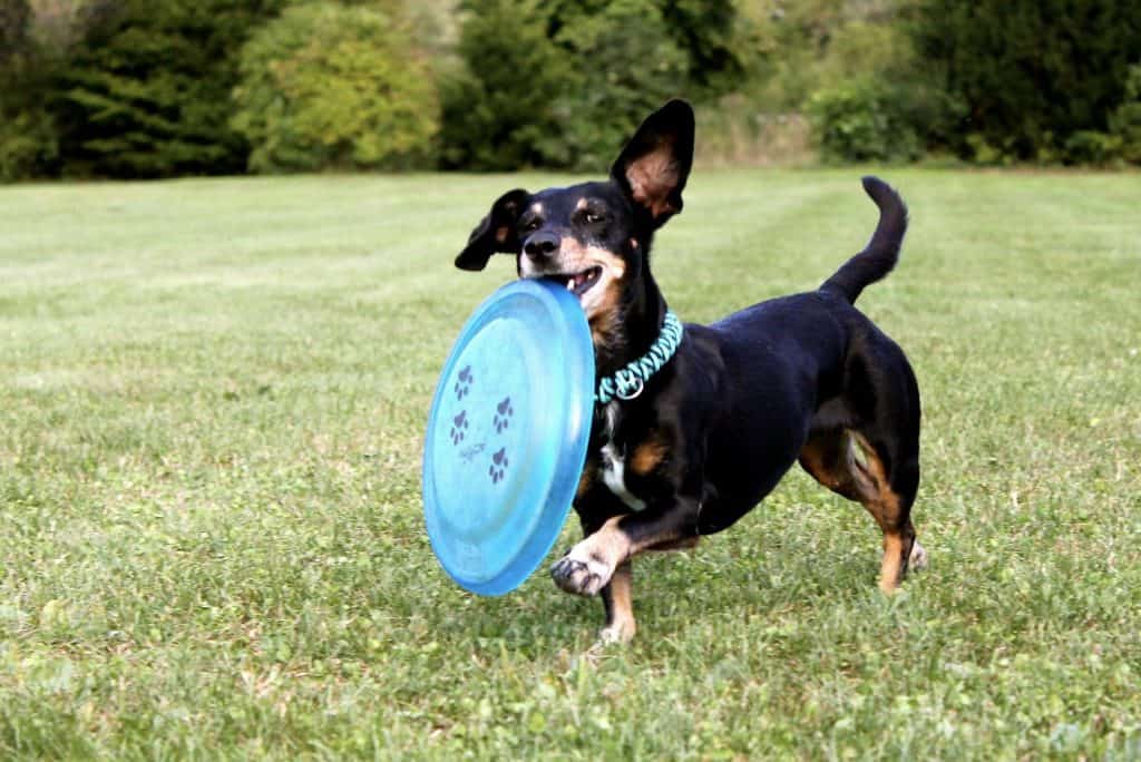 Happy dog with frisbee