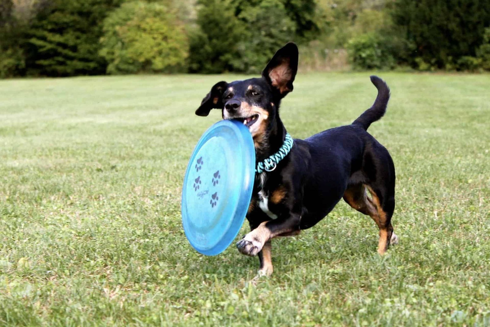 Happy dog with frisbee