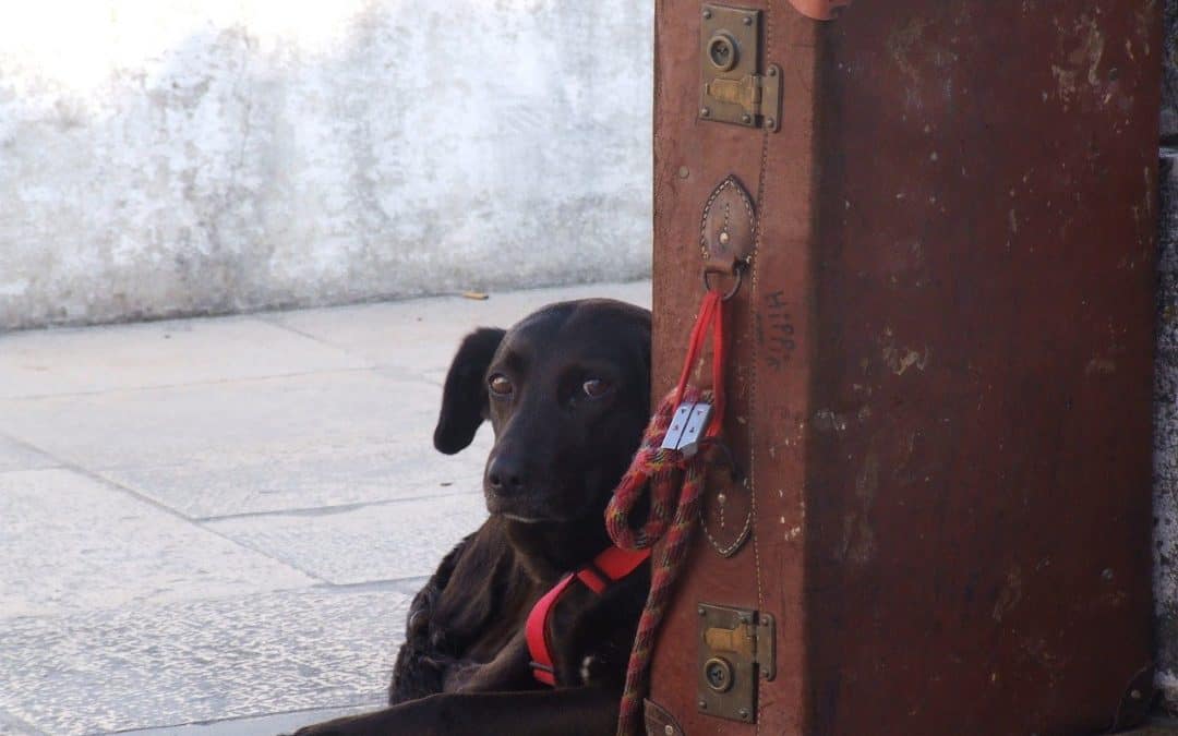 flying-your-dog-in-cargo-things-you-need-to-know-om-shanti-pups