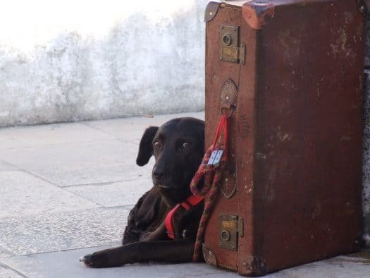 Dog Flying In Cargo