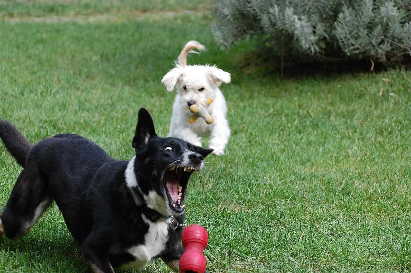 Dogs Playing In Yard - Entertaining Backyard Games To Play With Your Dog