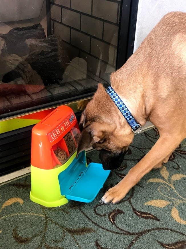 The 10+ Best Interactive Dog Puzzle Toys For Boredom