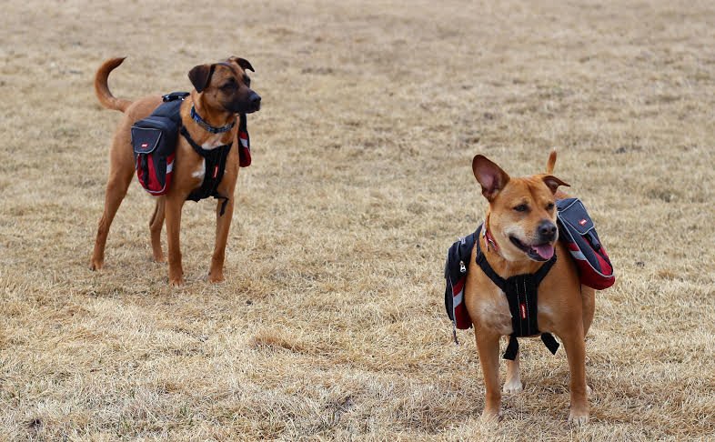 putting puppy in backpack