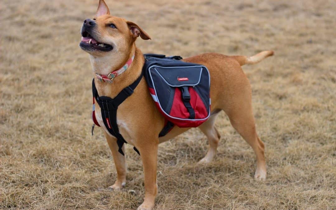 putting puppy in backpack