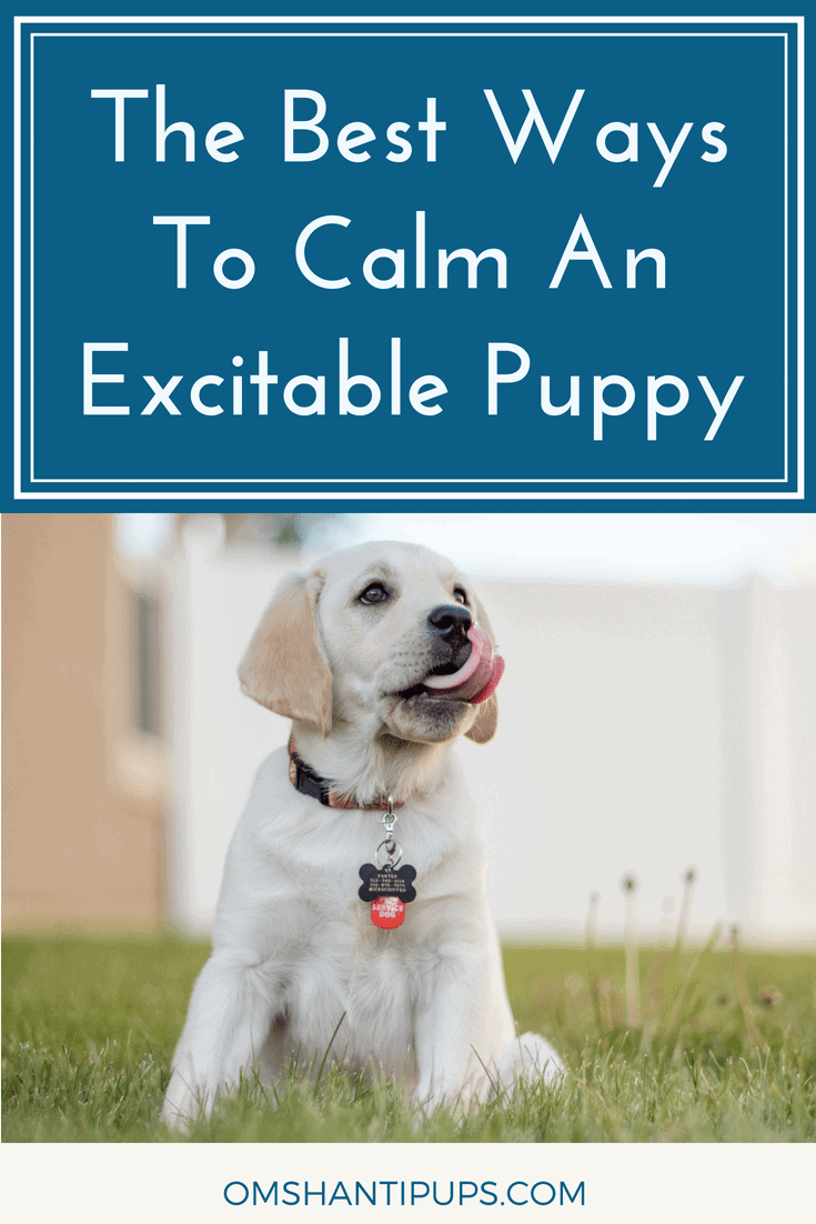 Having a puppy is tough, yet extremely rewarding. These tips will help you bond with your new puppy and manage their excitable, formative years.