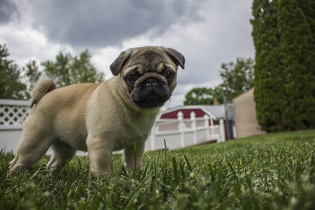 Helpful Tips to Keep Your Dog Safe and Happy During Hurricanes