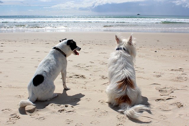Great Ideas for Vacationing With Your Dog