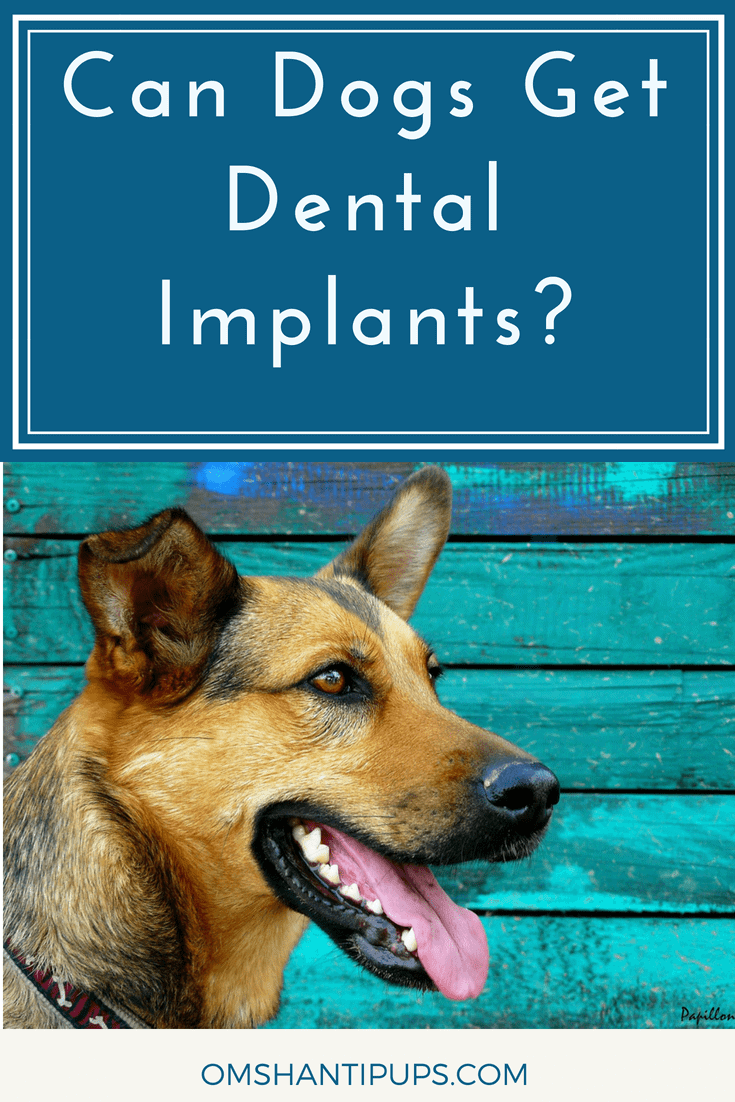 Did you know dogs can get dental implants? When dogs lose their teeth, it makes eating difficult. This results in nutrition deficiency and weight loss. Read on for tips to maximize your dog's dental health, and learn more about the dental implant process!