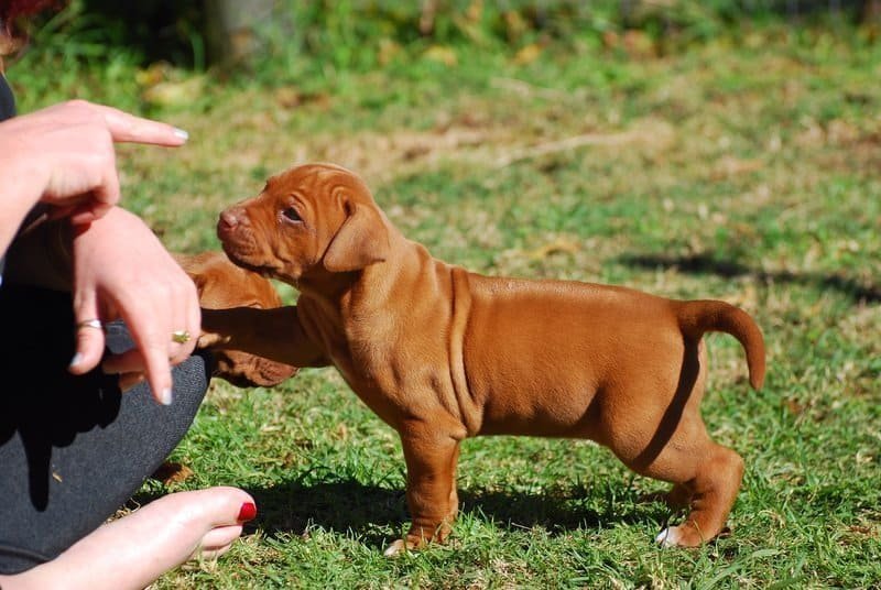 Puppy training outside Por qué debes revisar regularmente a tu perro en busca de garrapatas