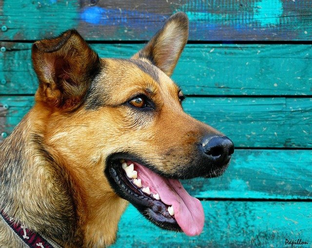 Can Dogs Get Dental Implants?