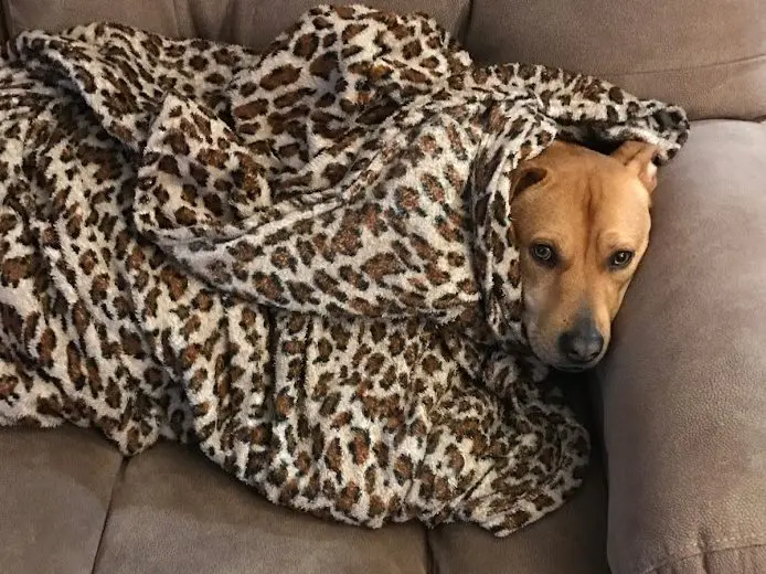 A list of our favorite dog blankets for snuggling, keeping dog hair and fur off the sofa, and for staying warm.