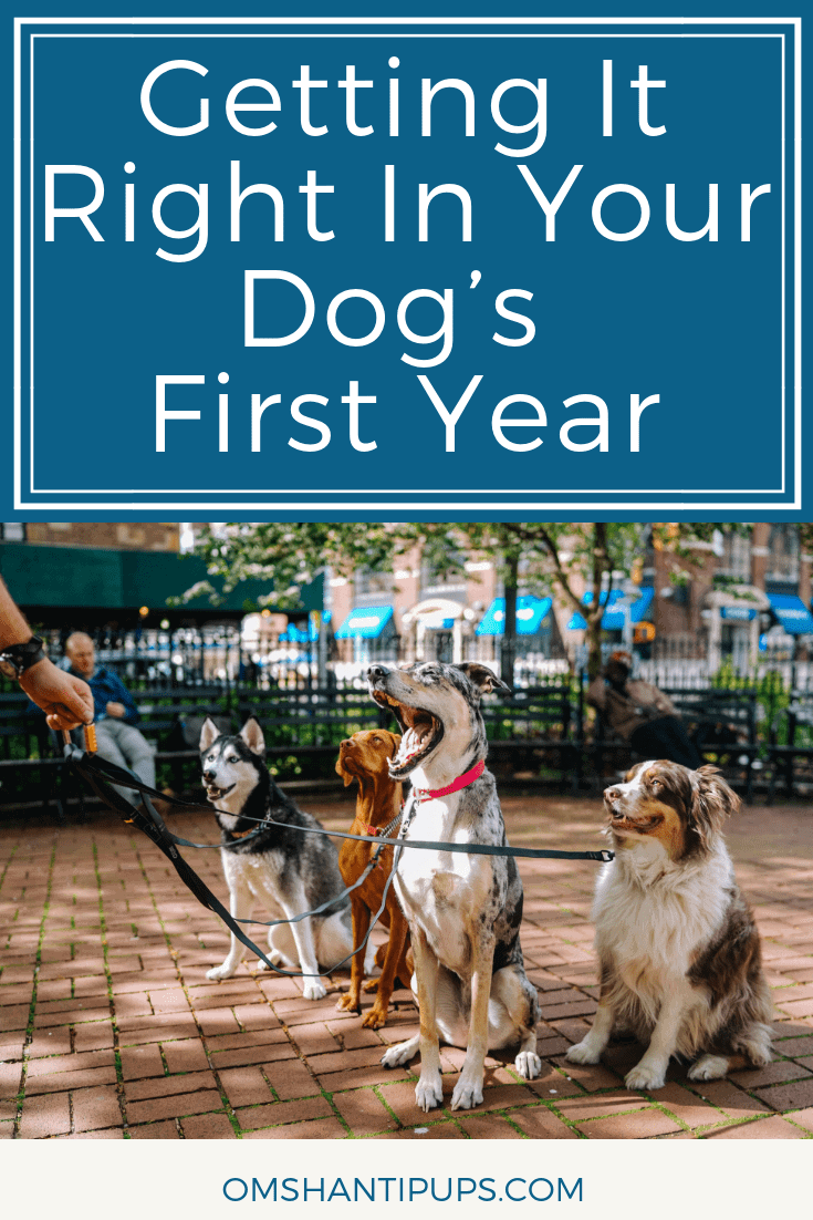 The first months of a dog’s life are very important to their future. Here's what you should be doing to give your pup the right foundation in their first year.