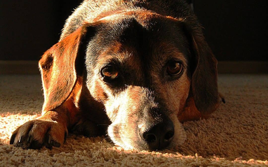 Natural Ways To Make Your Senior Dog Happier