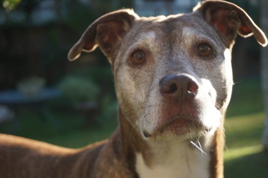 Senior dogs are extremely sweet and loving, but they often need a little more care and attention. Read on for natural ways to make your senior dog happier.