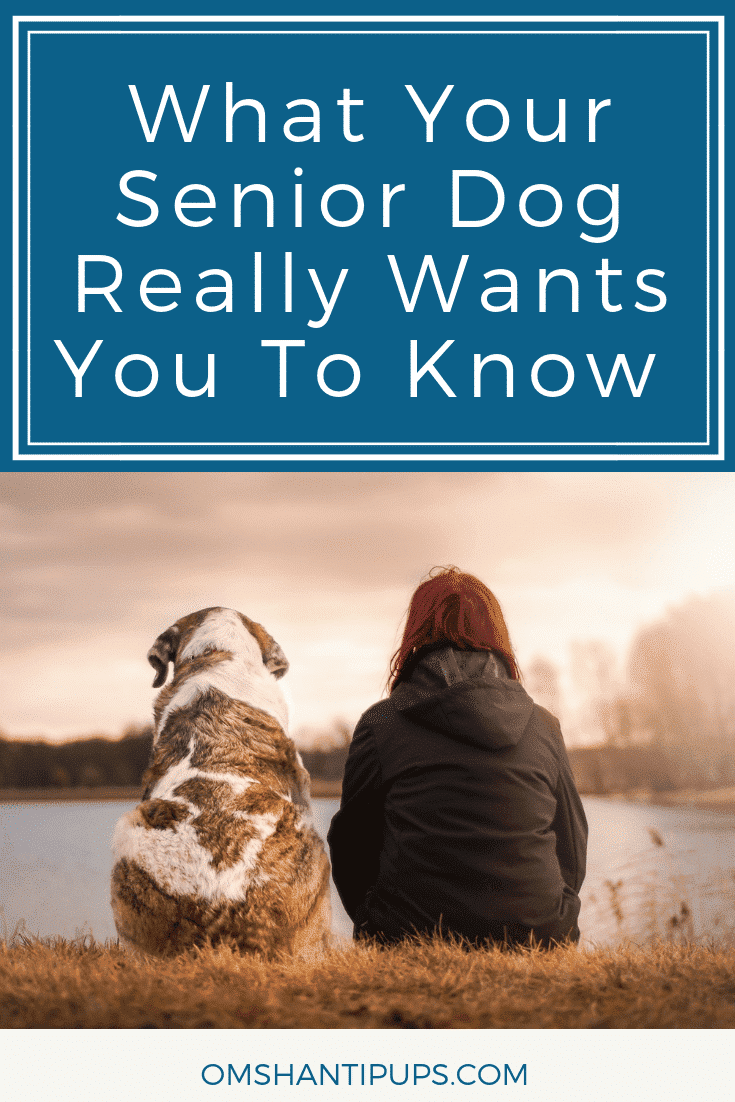 Loving a senior dog comes with its own unique set of challenges, but it can be very rewarding. Here are a few things your senior dog really wants you to know to keep them happy and comfortable.