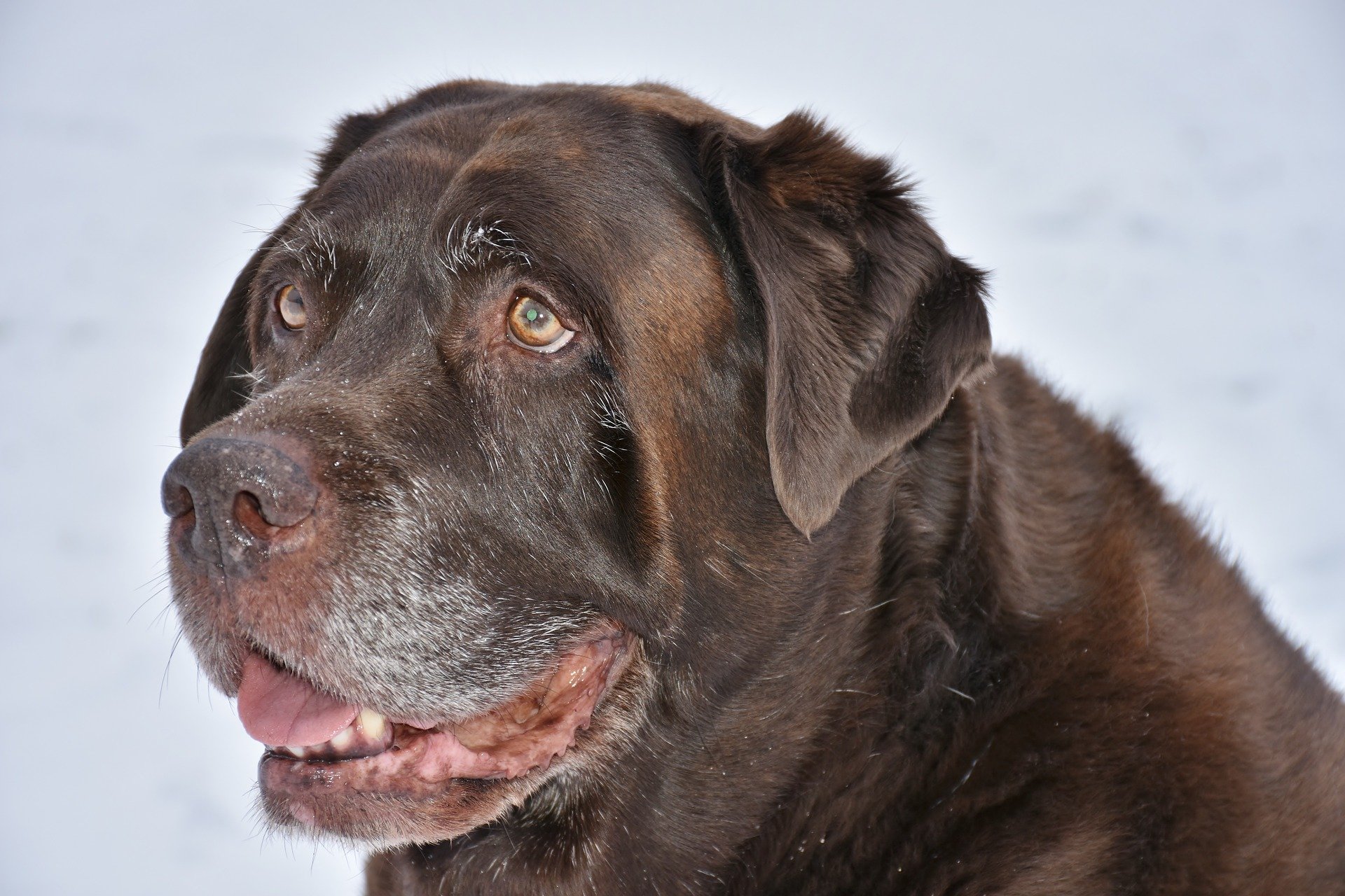Senior Dog - Vestibular Disease In Dogs