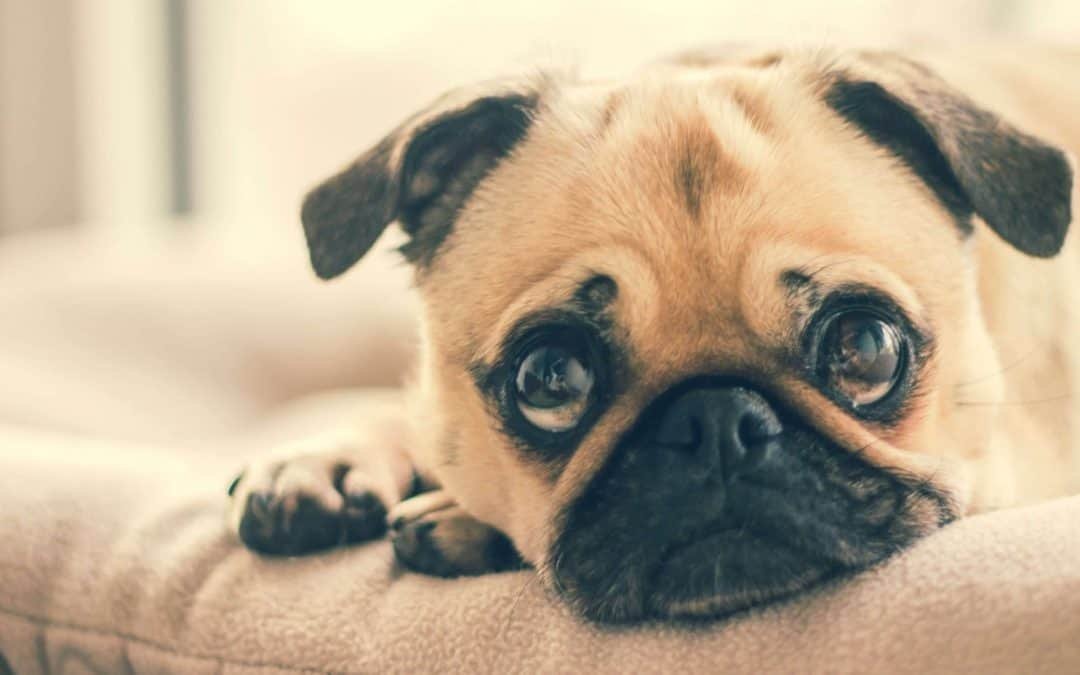 5 Ways To Calm Your Nervous Dog