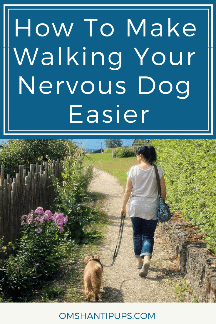 For nervous dogs, heading out for a daily walk can be a relatively stressful experience.
There are steps you can take in order to ensure that your dog gets their exercise without feeling too stressed about the entire situation. Read on to learn more!