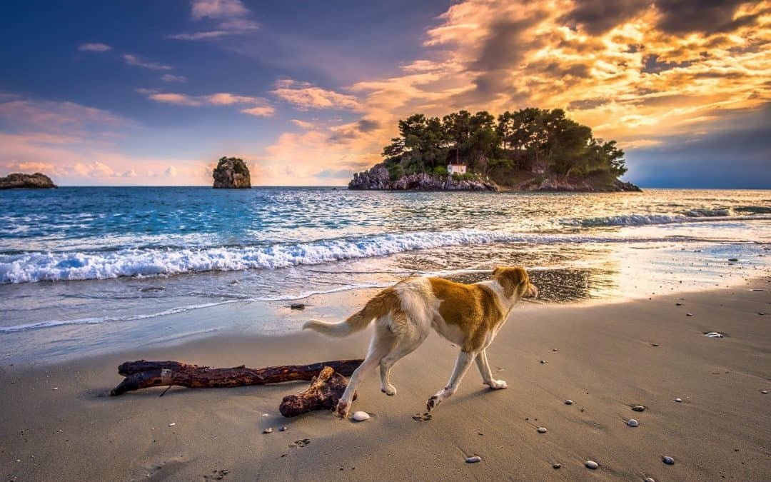 Quick Tips for Bringing Your Dog on Vacation