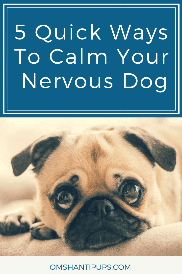 Dogs can get nervous for a number of reasons, but there are ways to help them feel more at ease. Read on for some tips to soothe your nervous dog!