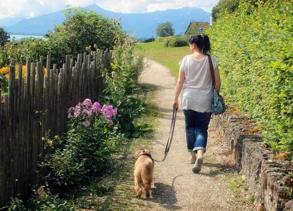 walking nervous dog easier
