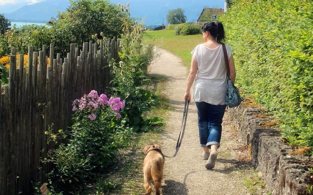 How To Make Walking Your Nervous Dog Easier