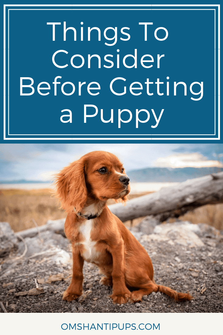 If you’ve been considering getting a puppy, I bet you’re full of excitement! Raising a dog is one of the most rewarding things, but it can be pretty stressful. Especially during the puppy stages! Here are some things to take into consideration before getting a new puppy.