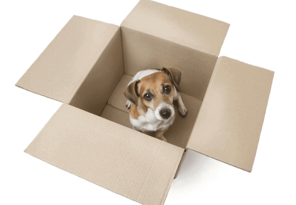 The Quick Guide to Moving with a Dog