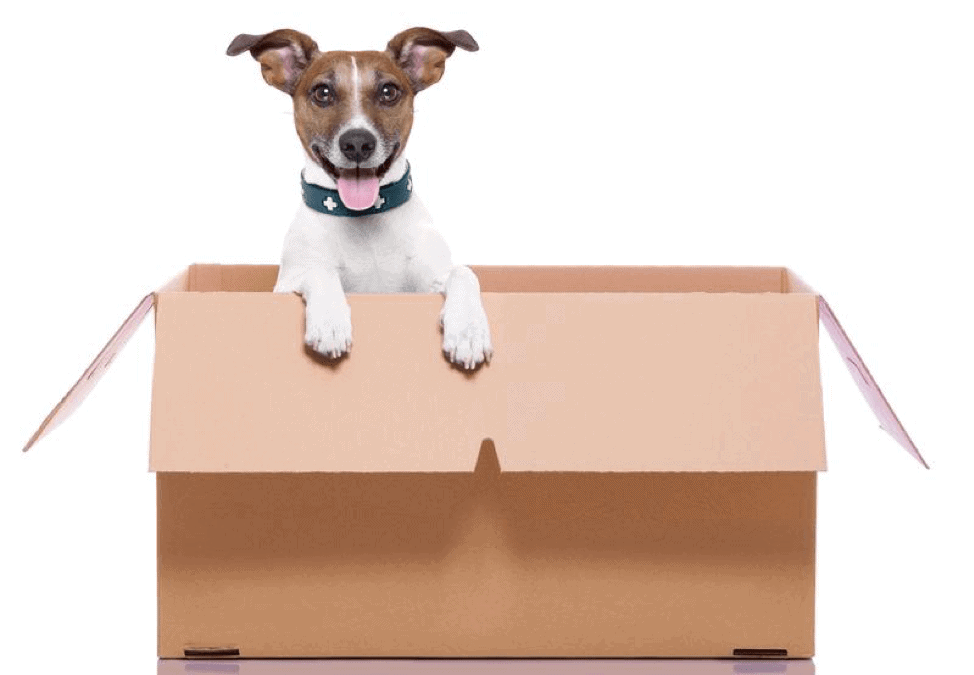 3 Steps for Making a Move with Your Dog as Painless as Possible