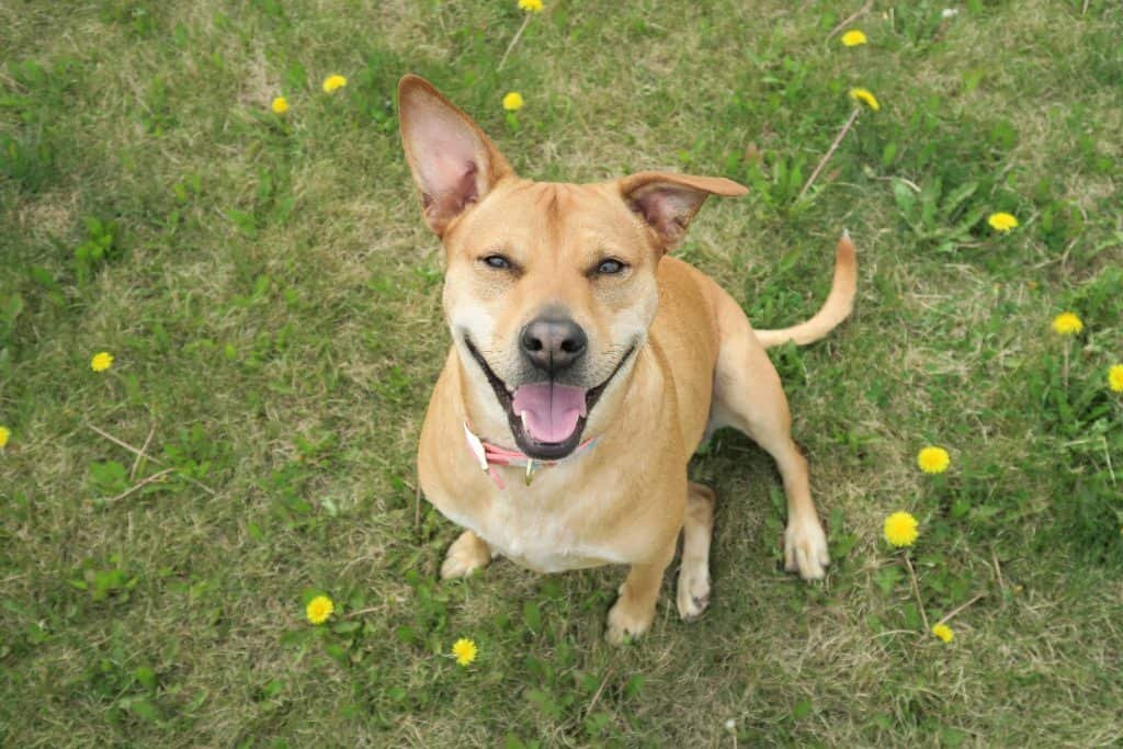 Roxy Smile Happy Healthy Dog