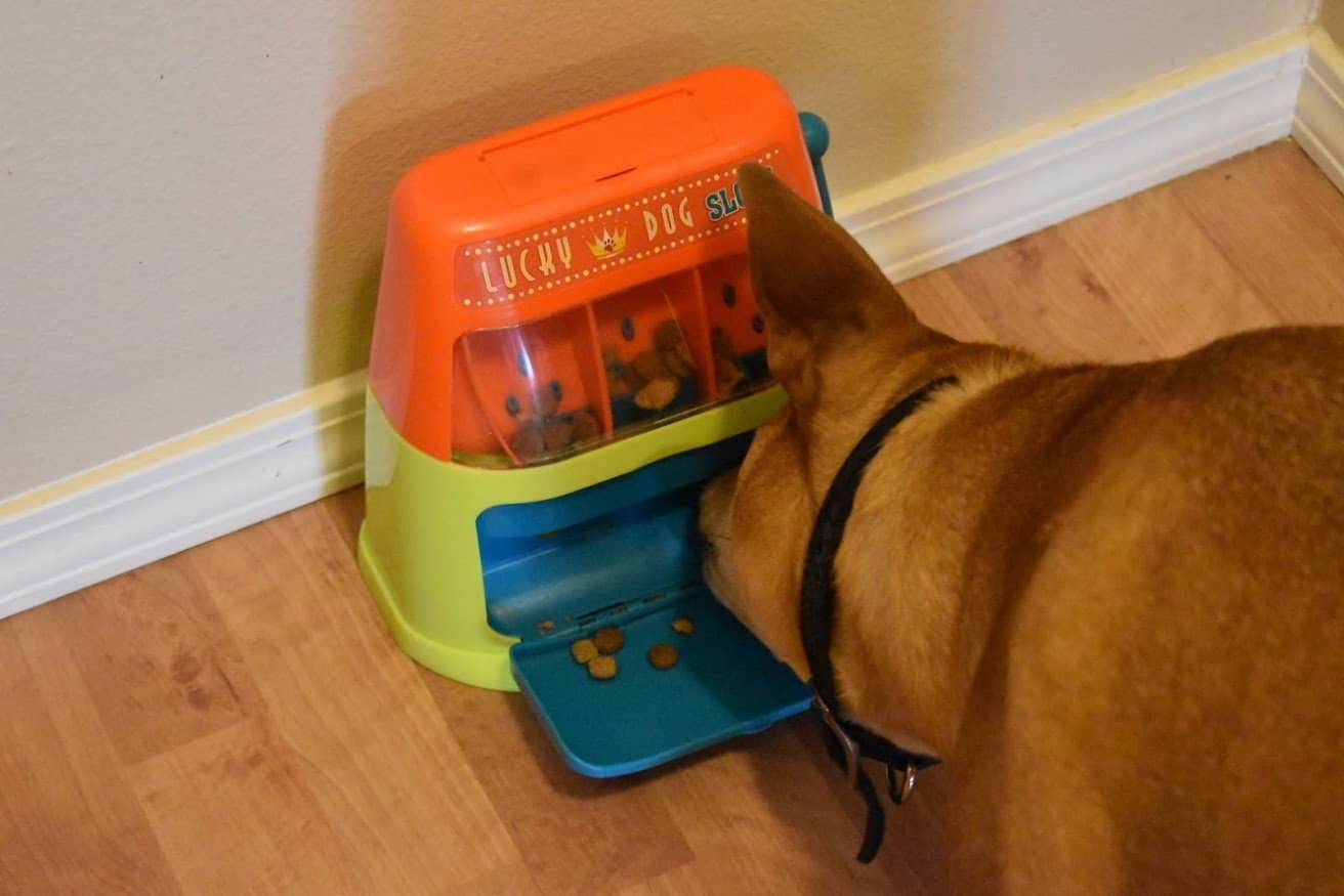 Roxy with Puzzle - Top 10 Dog Puzzles You Need To Exercise Their Brain