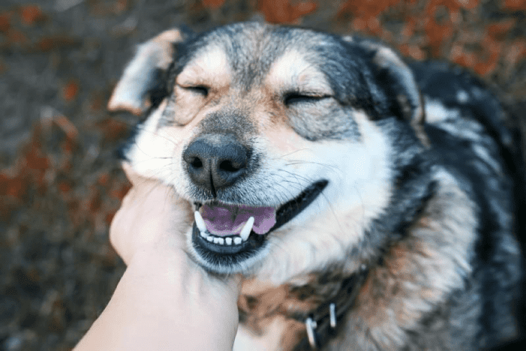 3 Reasons Why Dogs Are Our Best Friends