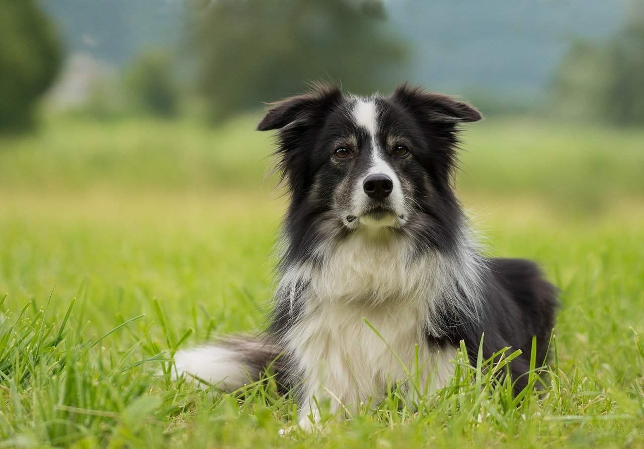 is it ok to bathe your dog while he is shedding