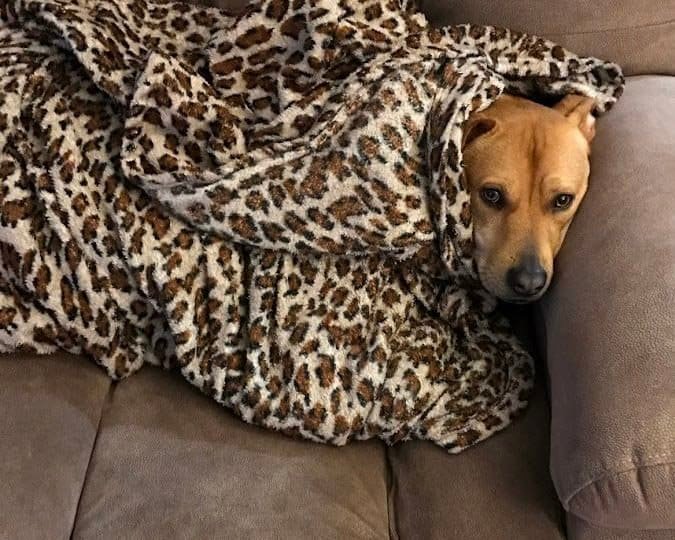 The Best Dog Blankets For Snuggly, Cozy Dogs