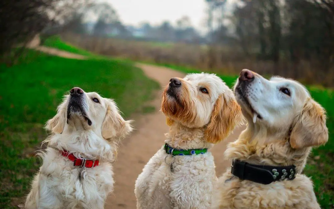Super Quick & Easy Dog Treat Recipes They'll Adore! 3 Dogs Looking For Treats 1