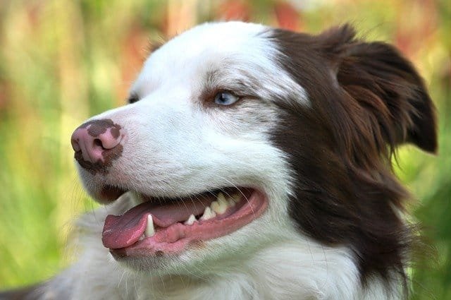 Dogs And Dental Care – Everything You Need To Know