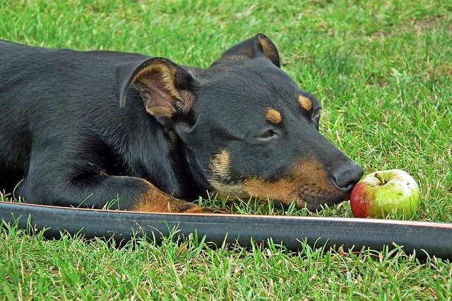 Can Dogs Eat Apple Skin And Peels? [Green, Red, Yellow, Pink] | Om Shanti Pups