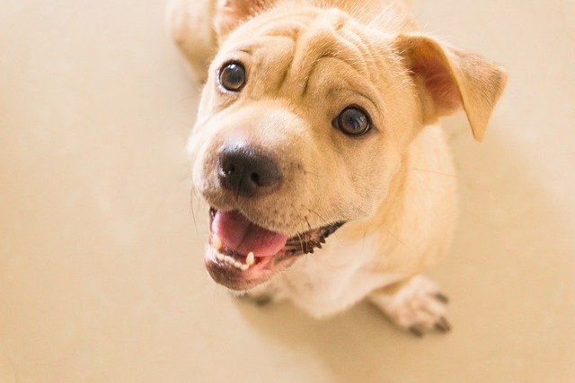 dog with fresh dog breath