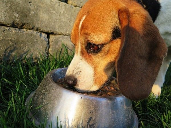 ways to get a picky dog to eat