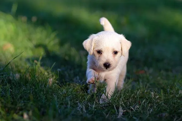 The Best Ways To Calm An Excitable Puppy