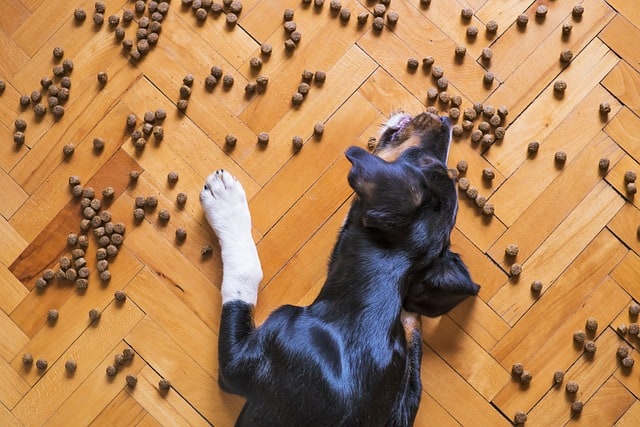 boost your dog's nutrition - image of dog eating food on floor