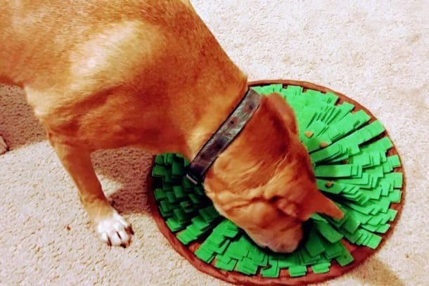 Image showcasing 6 Simple Ways to Slow Your Dog’s Eating - Om Shanti Pups