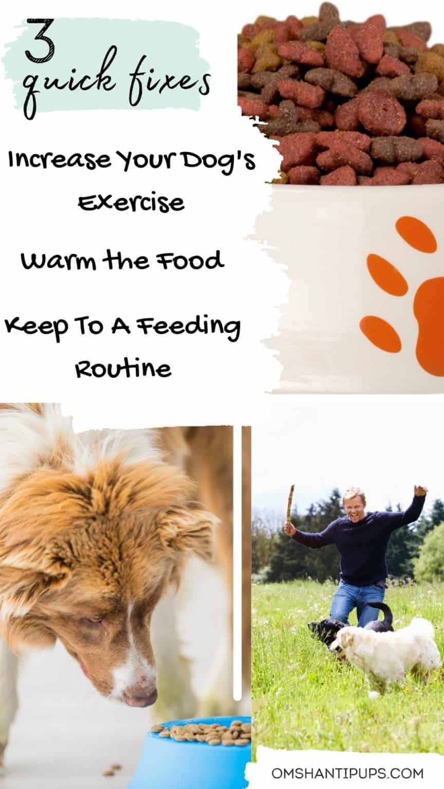 Easy Ways To Get A Picky Dog To Eat Om Shanti Pups