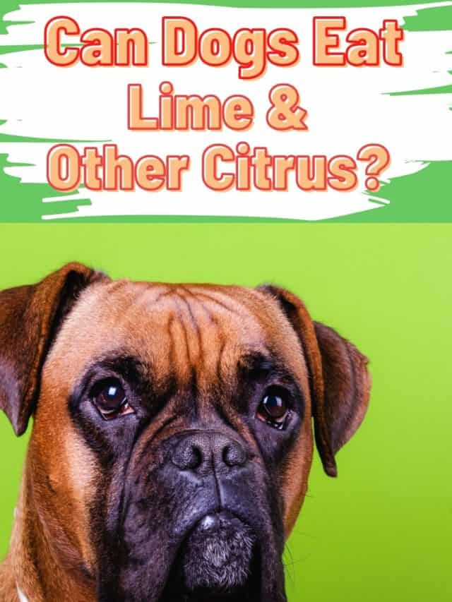 Can Dogs Eat Limes? What About Other Citrus Fruits?