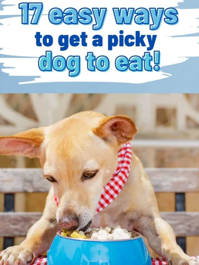 Easy Ways To Get A Picky Dog To Eat